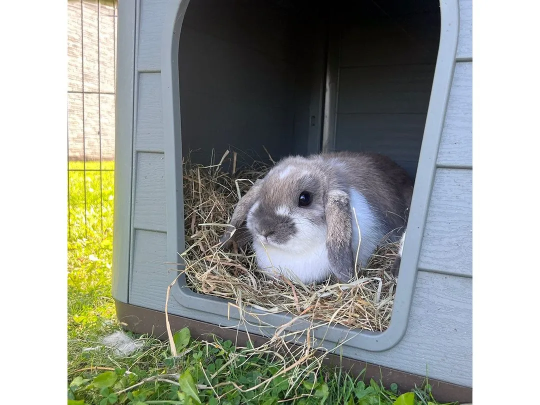 Pepita 2 ECO pet house 76x59x55cm brown/green